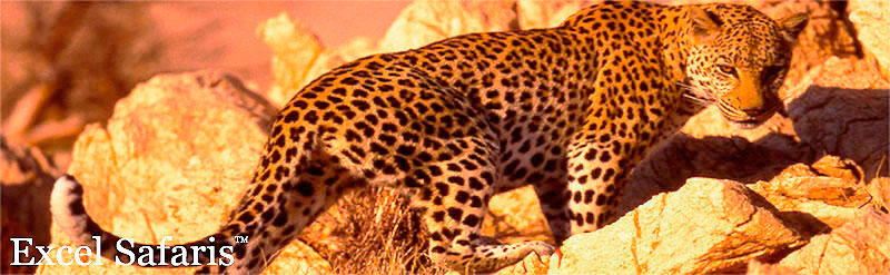 Leopard